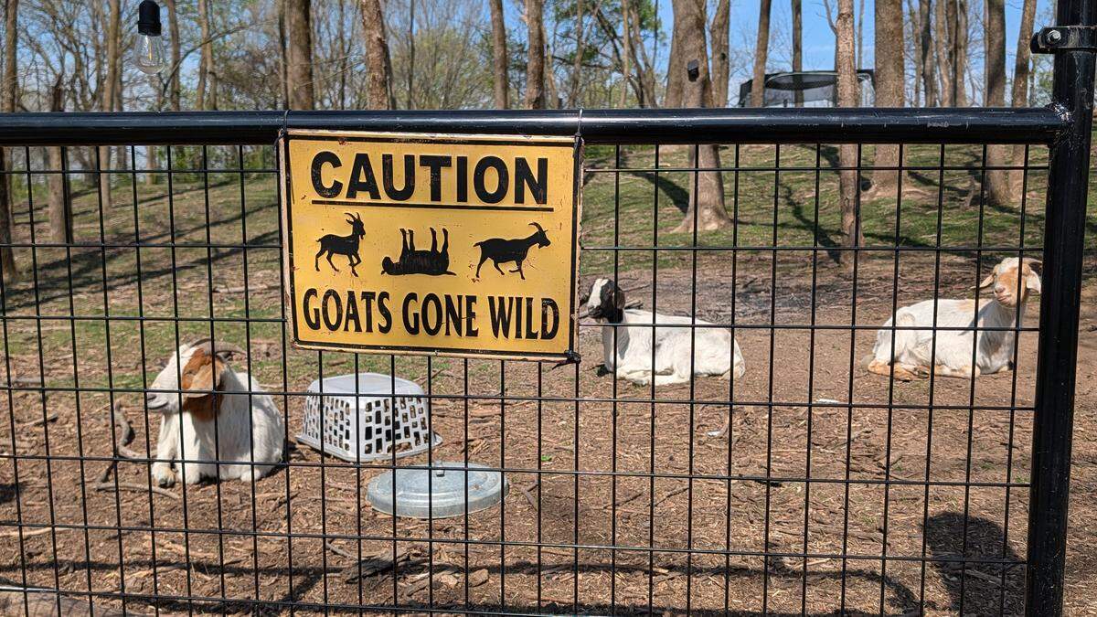 The goats of Hostas on the Bluff — Nugget, Louie and June — help maintain the grounds.