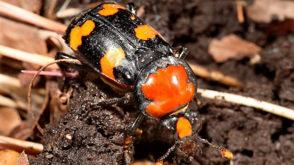 The American burying beetle is considered endangered in the state of Missouri, and a team with the Saint Louis Zoo is working to reintroduce them to the area.
