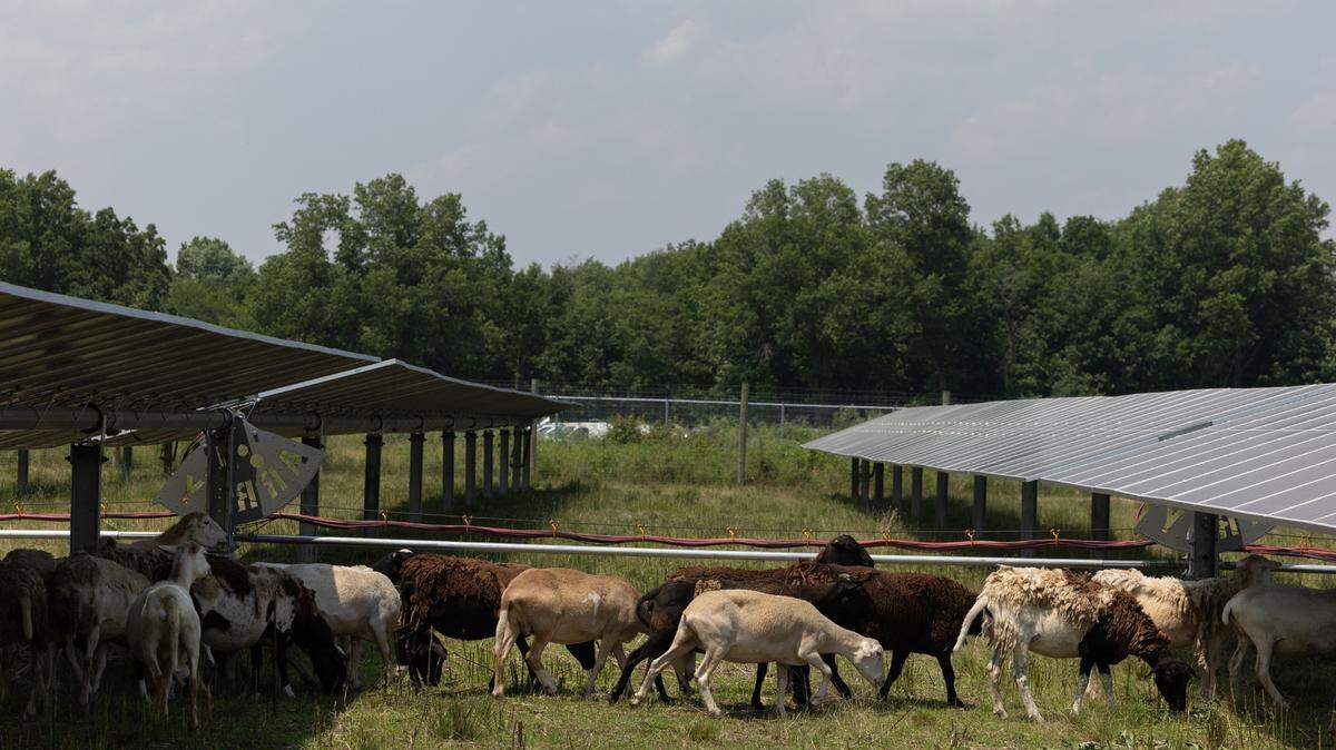 Sheep cross between solar panels while grazing a solar farm site in Salem, Ill.