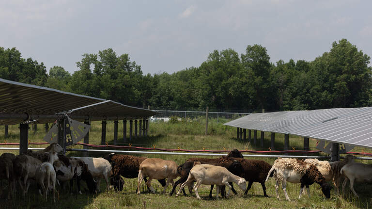 Metro-east solar company uses farmers instead of mowers to do their lamb-scaping