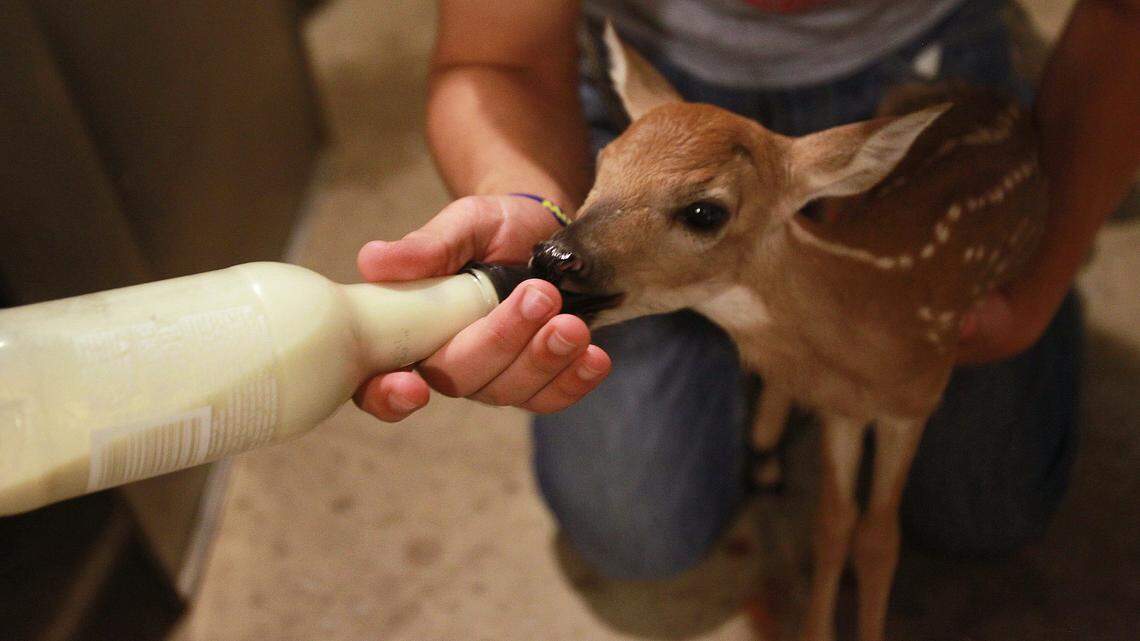 Much too busy in Springfield to bother with passing an Illinois budget