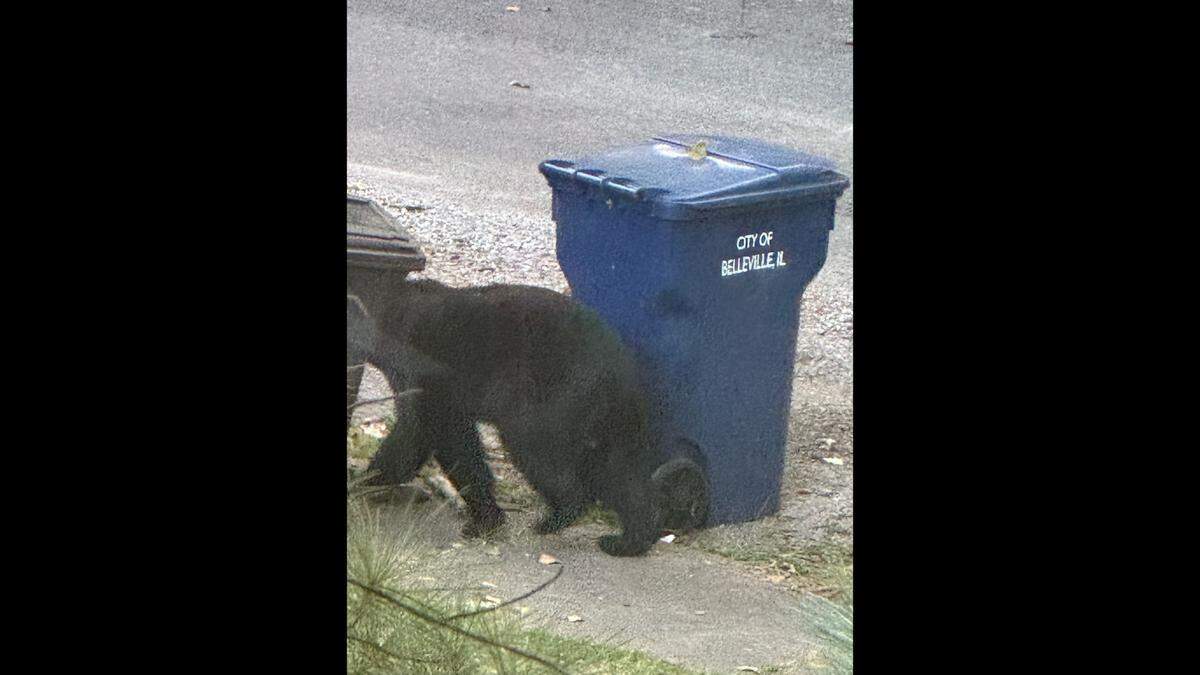 Justin Haile took this photo of a bear walking next to a city of Belleville trash can on Granvue Drive off West Main Street on the west side of Belleville at 6:50 a.m. Tuesday, Aug. 6.