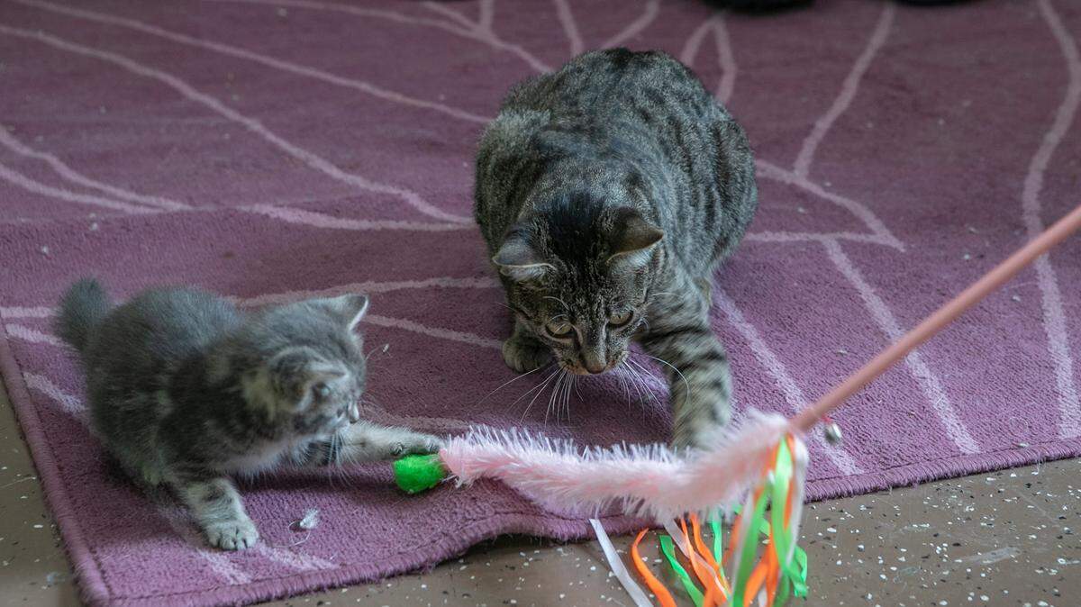 Take a few simple tips to keep your furry friends healthy.