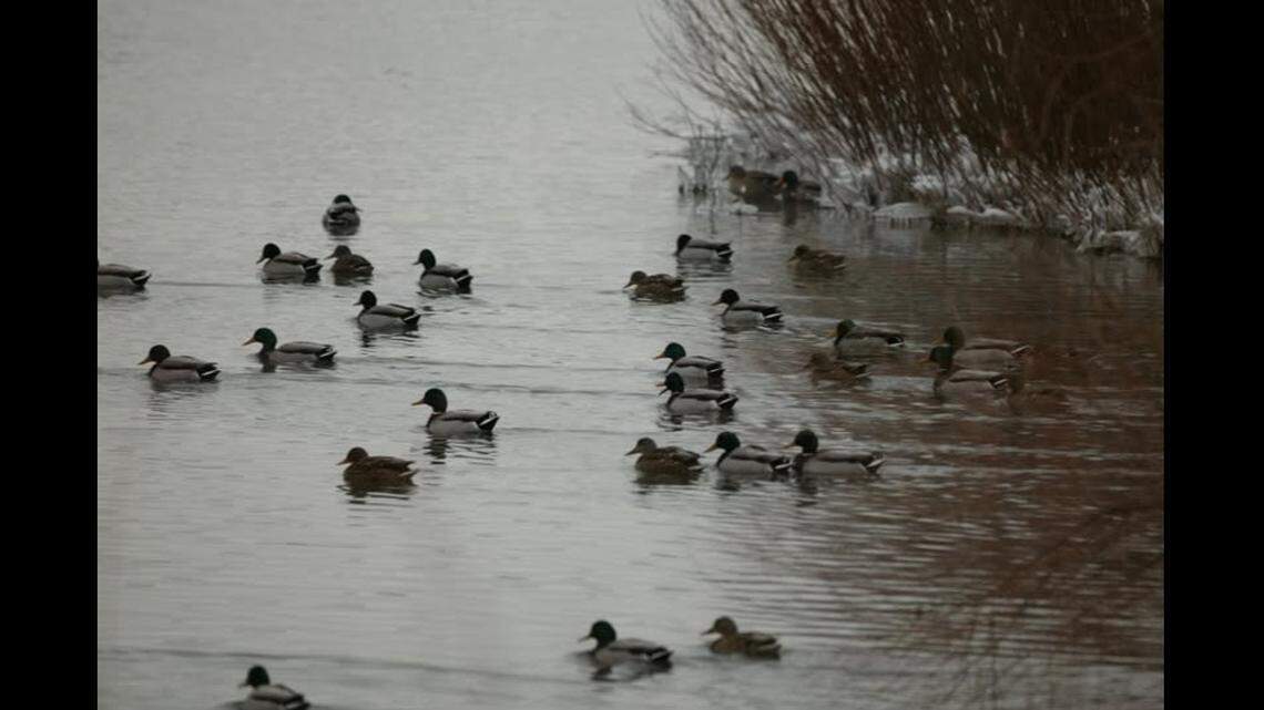 After complaints, Illinois considers allowing duck hunting over Christmas holiday
