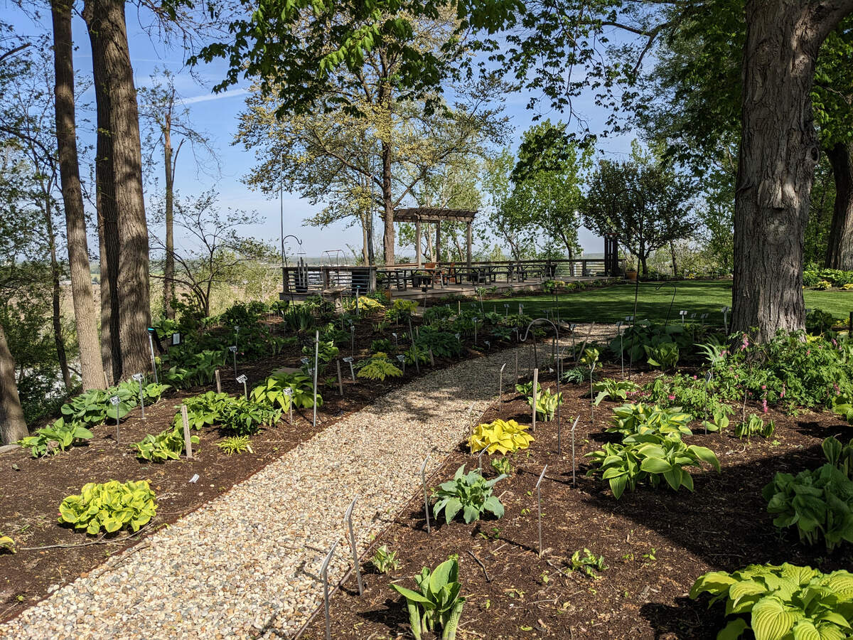 Hostas on the Bluff in Fairview Heights
