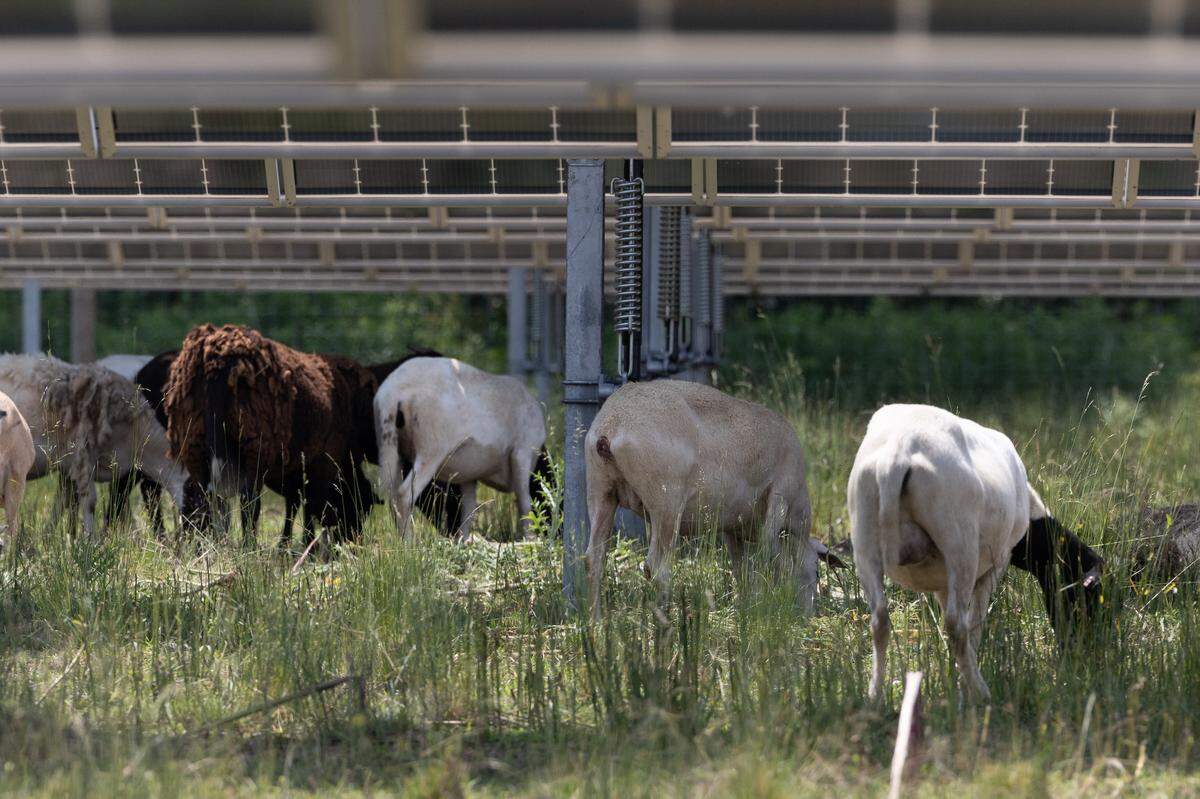 Sheep will often graze under the solar panels during the hottest part of the day, getting shade while also cleaning out the bottom of the arrays.