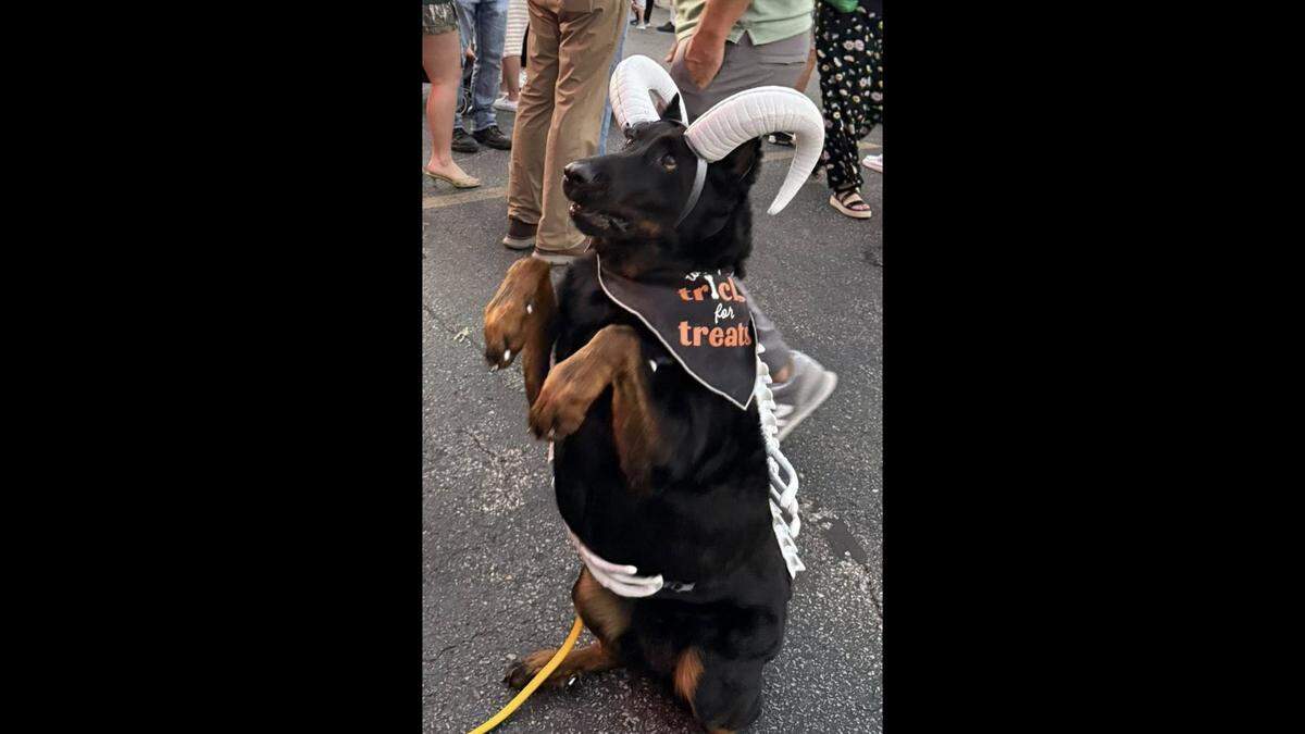Dog dressed up for District Frights on Oct. 4