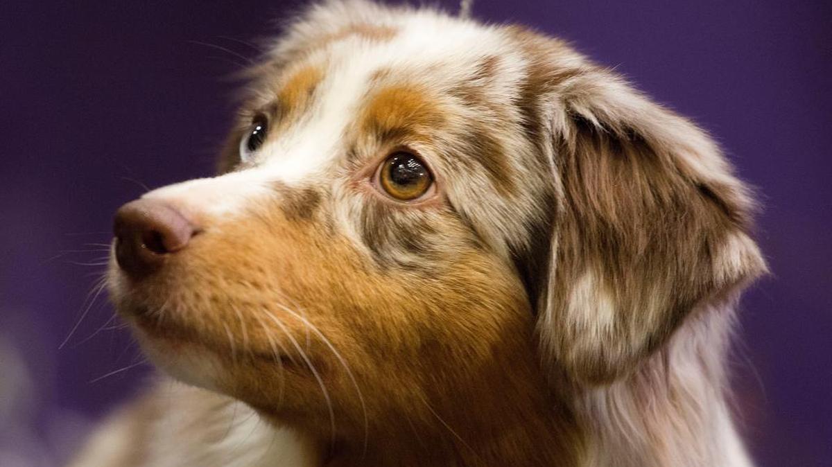 A Miniature American Shepherd is one of seven new breeds which will compete for the first time at next month’s Westminster Kennel Club Dog Show.