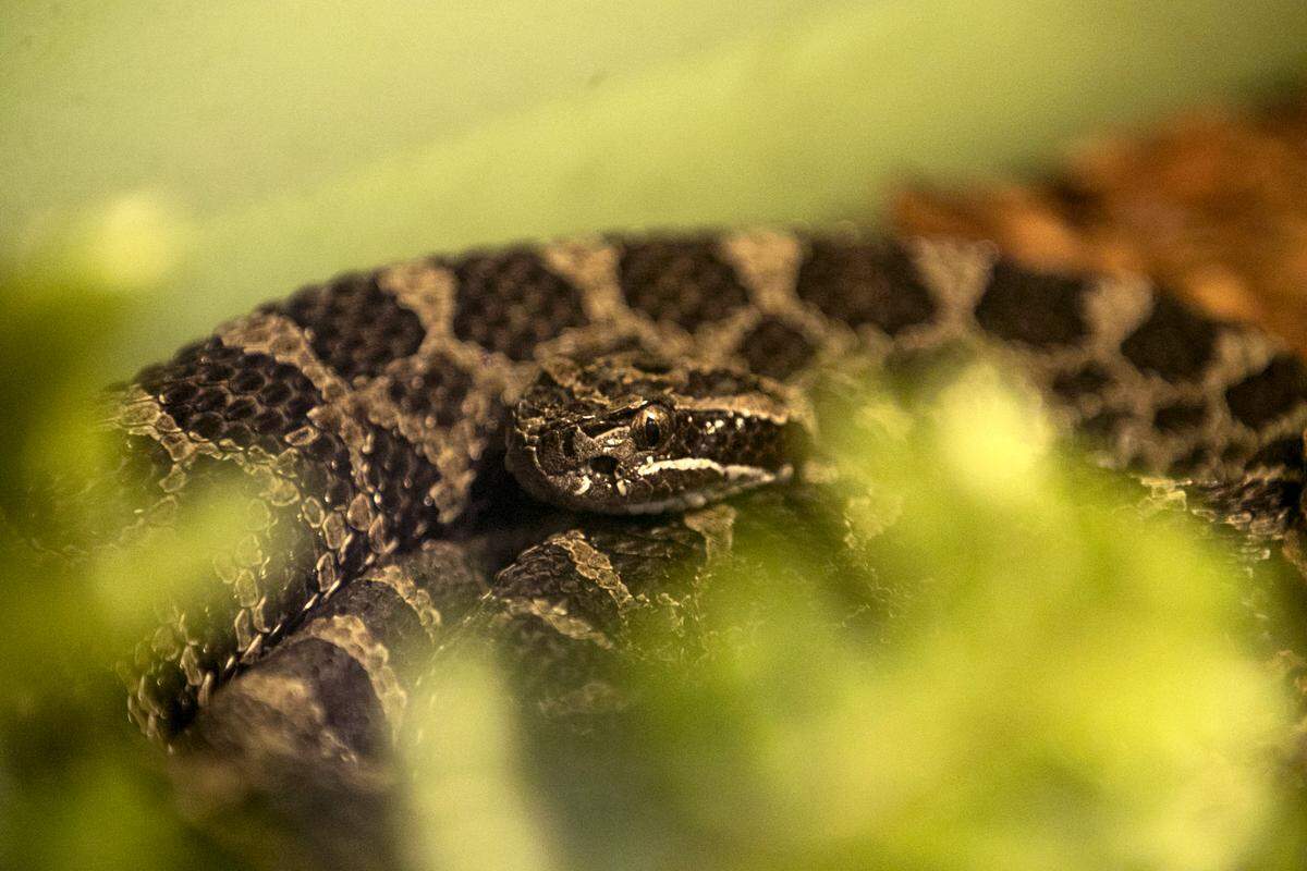 The Eastern Massasauga, a special type of rattlesnake that experts working at Carlyle Lake are trying their best to protect. This one can be seen inside the visitors center at Carlyle Lake.