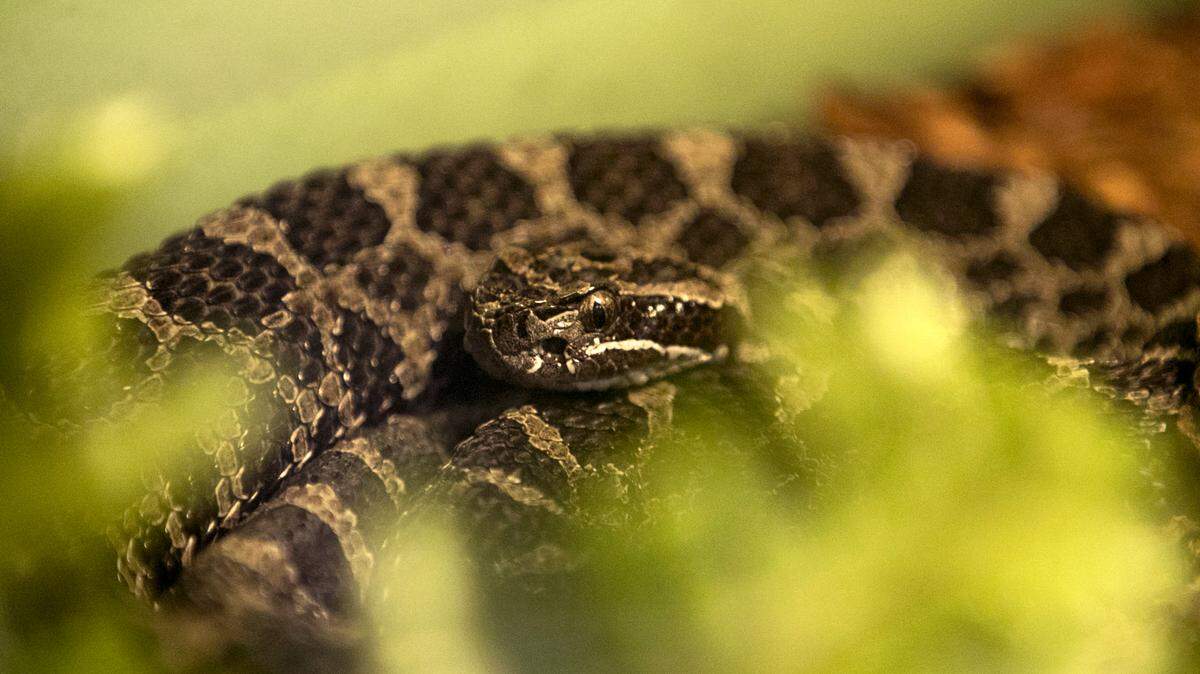 Eastern massasauga rattlesnakes, just like the one seen here, are one of three endangered snake species native to Pennsylvania.