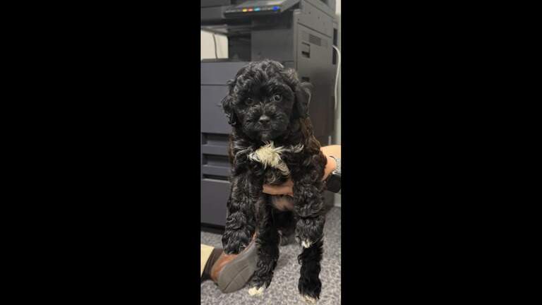 Armed woman stole puppy in Belleville, authorities say