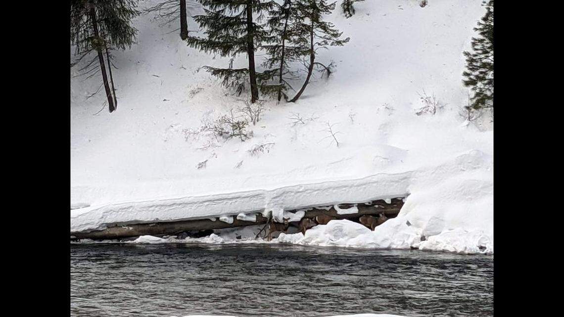 Deer have been spotted sheltering under a log along the Wenatchee River in Washington State, and they’re stuck there due to unstable snow, officials say.