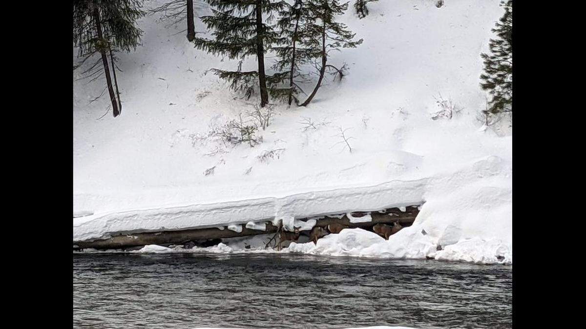 Deer have been spotted sheltering under a log along the Wenatchee River in Washington State, and they’re stuck there due to unstable snow, officials say.