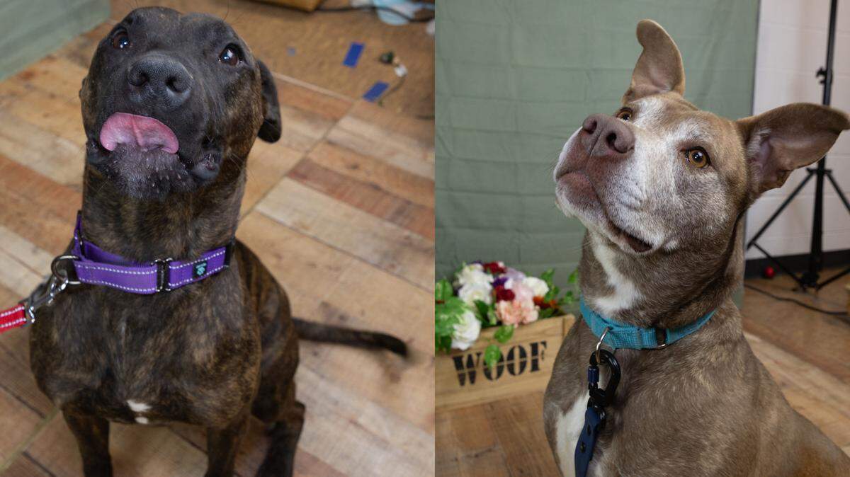 James Earl Bones (L) and Sugar, two dogs who have been at Gateway Pet Guardians for more than two years, are two dogs who staff say will benefit greatly from the new Dog’s Day Out program at the shelter.