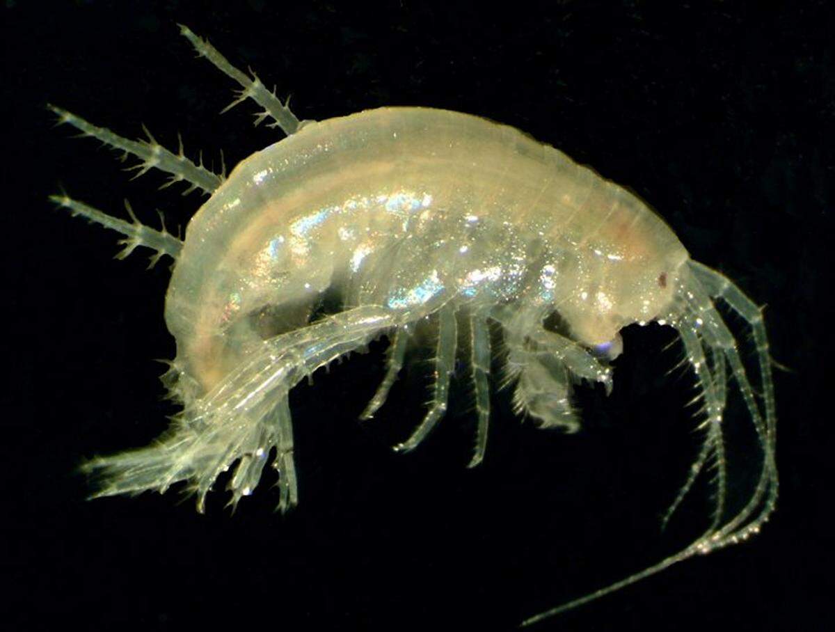 The Illinois cave amphipod, a half-inch-long, shrimp-like crustacean, lives in pitch-dark underground streams within a 10-mile radius of Waterloo and no where else in the world.