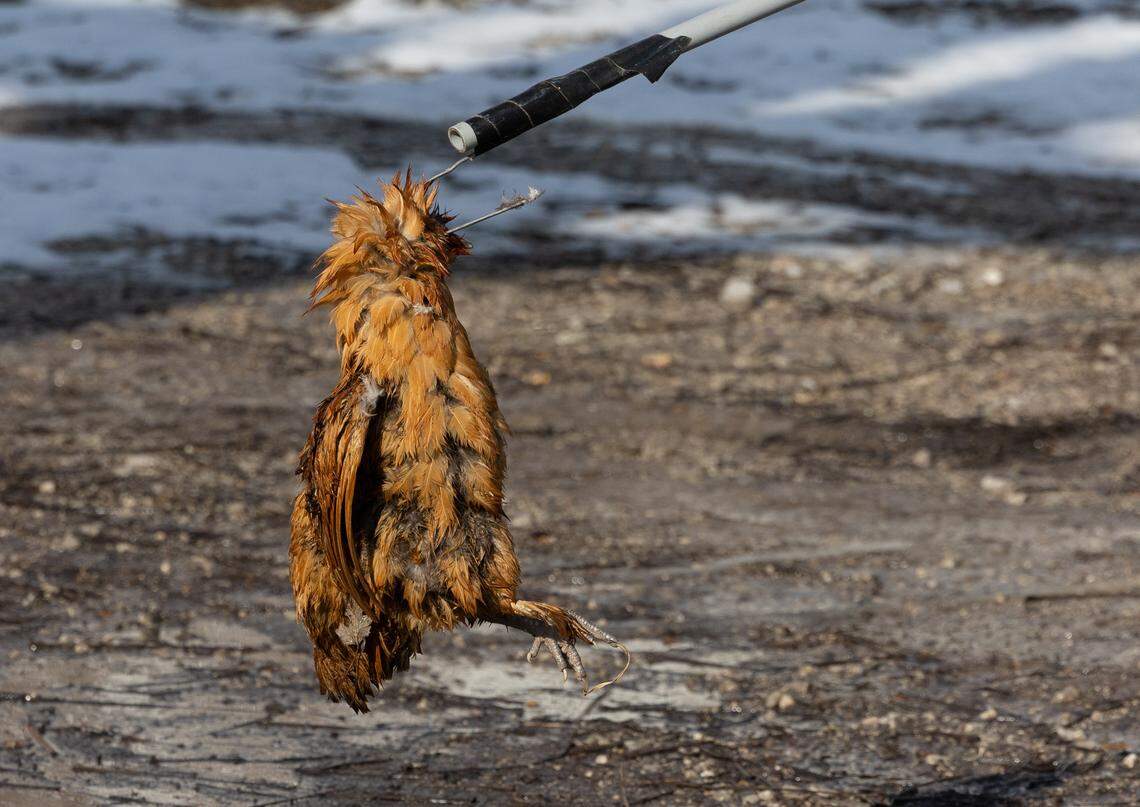 An FDA employee at Funk Family Farm holds a dead chicken Wednesday after the poultry farm was infected with a case of avian influenza.