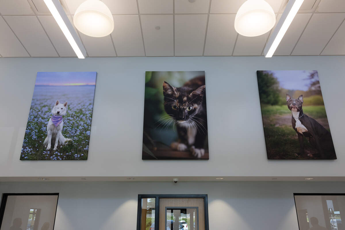 Three portraits of animals greet you once you step inside the new St. Clair County animal control building at 1123 Comwest Parkway in Belleville. The animals from left-to-right are Jolene, Jori and Princess, who were all treated by animal control at one point.