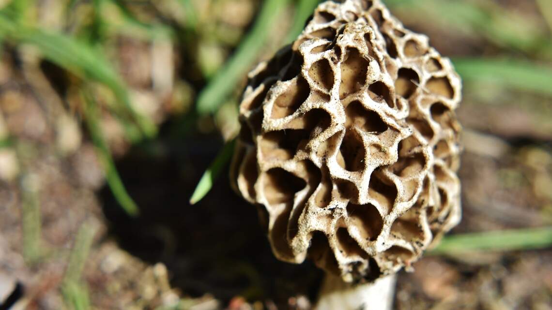 Hunting for mushrooms in Kansas? How to identify them and other tips before you dig
