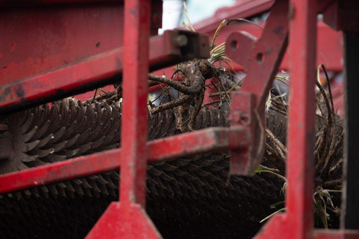 When the roots are picked up into the harvester, their stems are removed along a sort of conveyer belt and the root is pushed into a cargo hold.