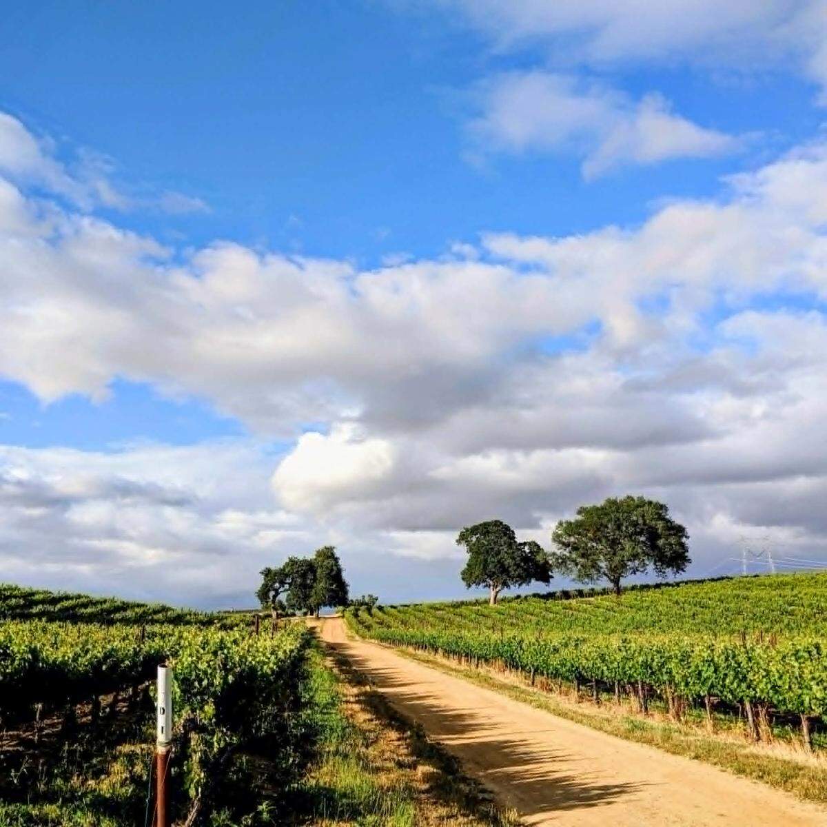 Vineyard road running through Paso Robles wine country beneath a blue sky