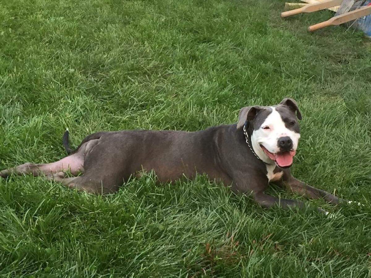Michelle Parker, owner of Spencer Kennel in O'Fallon, says pit bulls are "giant babies" and "fabulous dogs."