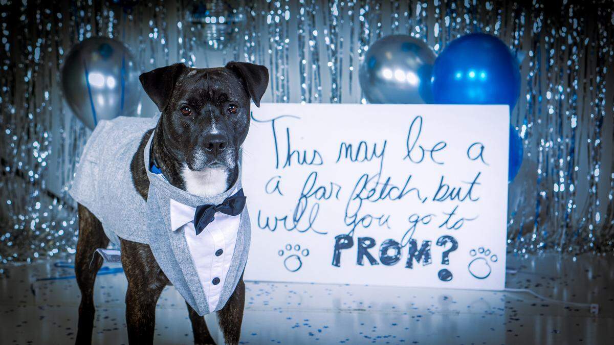 Gateway Pet Guardians is participating in the Empty the Shelters campaign. And since it’s prom season, GPG will be offering multiple walk-in adoption dates to help adopters find their Furever Prom date. Walk-in adoptions dates will be held 3-5 p.m. May 5, 9-11, noon to 2 p.m. May 6, and by appointment May 13. Adoption events will be held at GPG’s Pet Resource Center, 725 N. 15th St. in East St. Louis. Pictured: Barley is still looking for his forever home. For more info, visit gatewaypets.org.