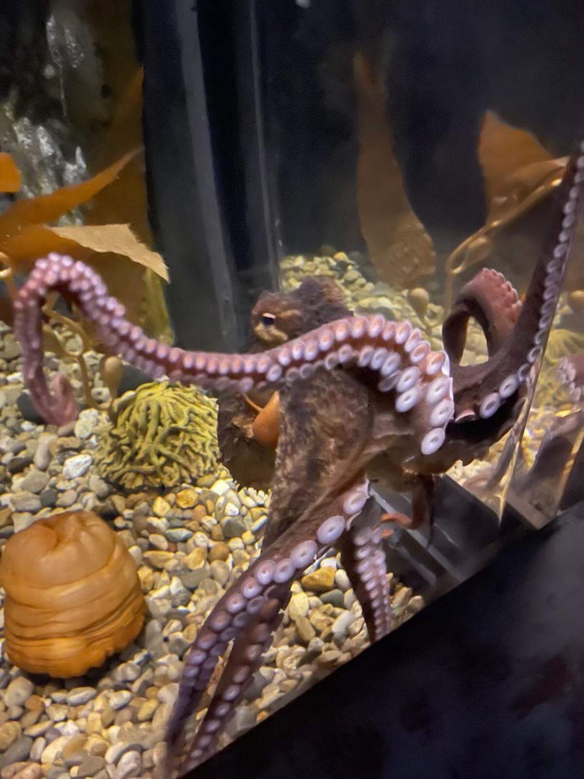 A typical giant Pacific octopus weighs about 110 pounds.