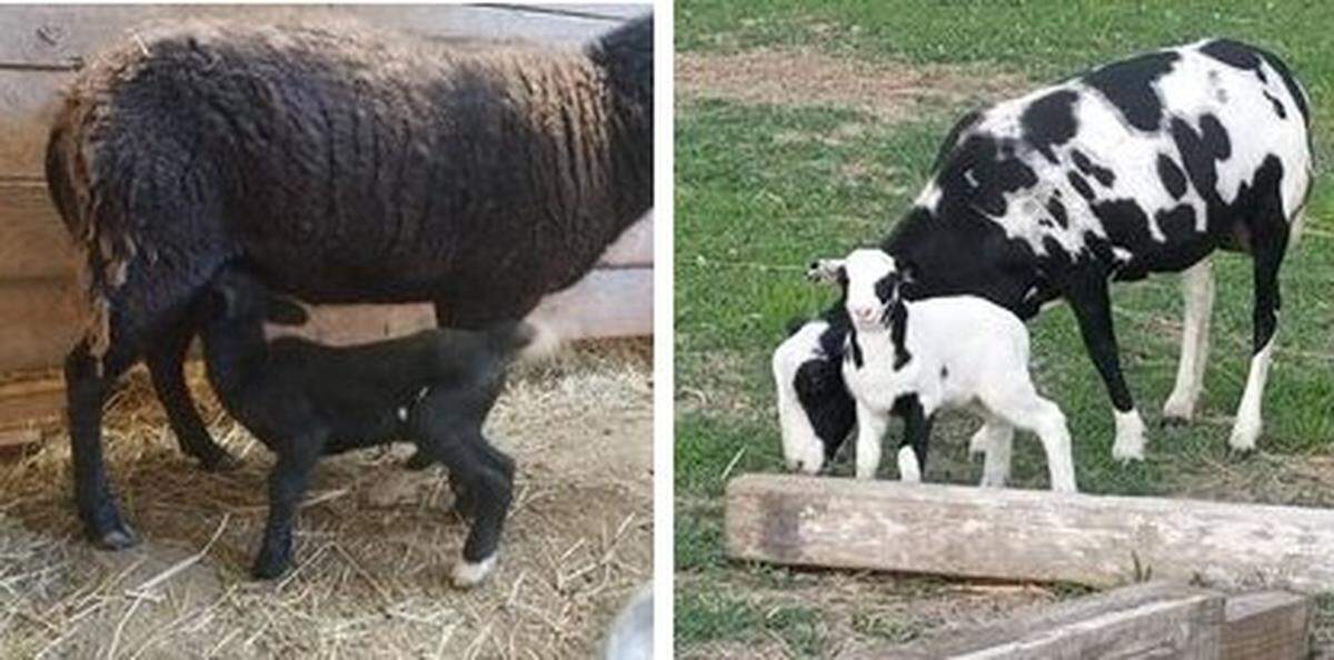 The hair sheep, a ewe at left and ram at right, that went missing in the Belleville area two weeks ago are shown with their mothers before they were sold.
