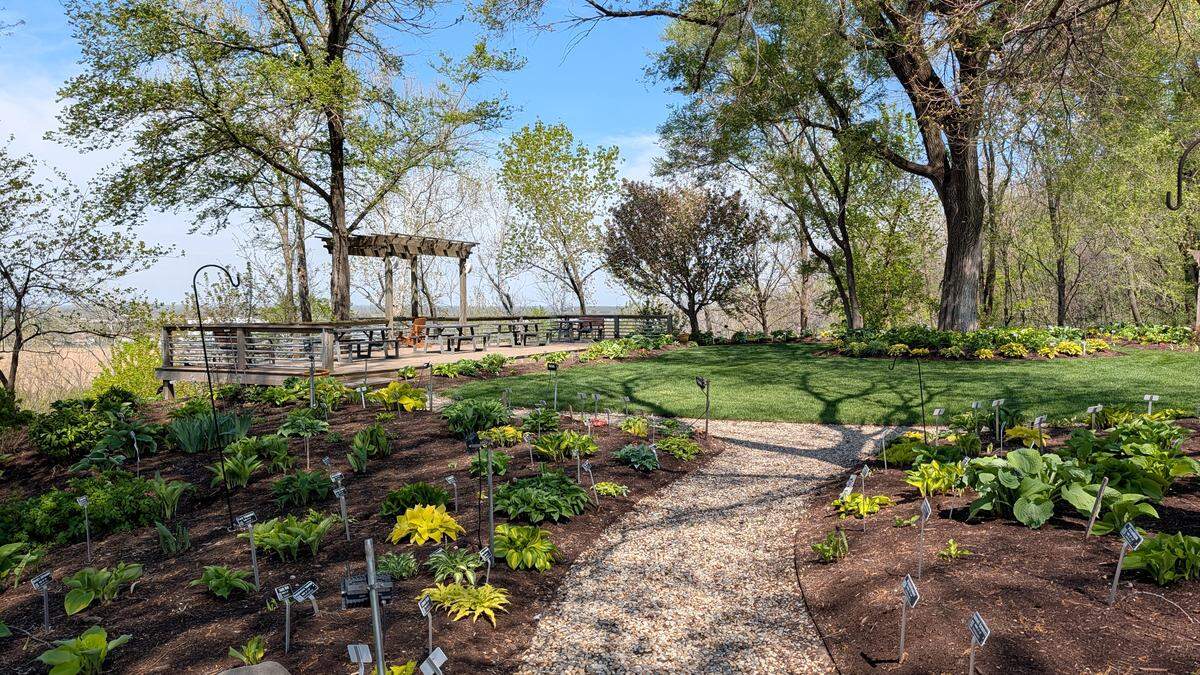Hostas in the display garden will continue to fill out as the season progresses.