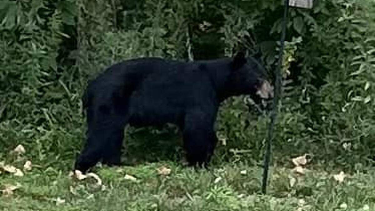 The bear stands behind a birdhouse near Caseyville, Illinois, on Aug. 7, 2024. This is the latest of multiple sightings throughout the area in the last few days.