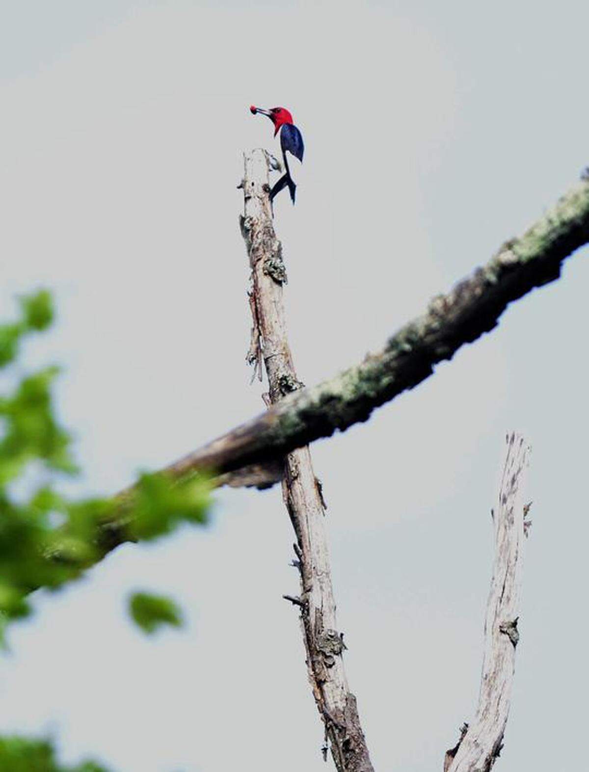 A red-headed woodpecker perches in a tree near Crab Orchard Lake.