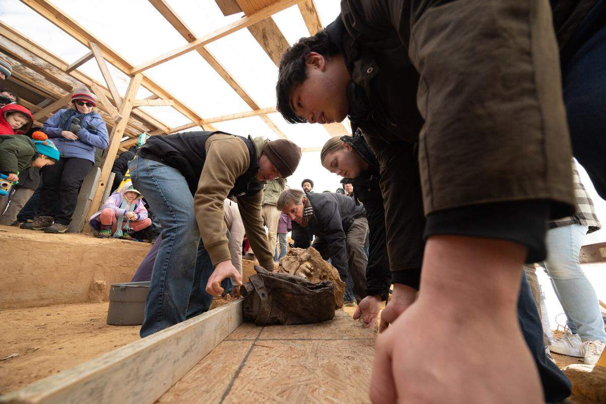 Students of Andrew Martin’s archaeology class help carry a board baring a mastodon fossil on Dec. 5, 2024. “This is the first time this thing has been out of the ground in 37,000 years,” Martin said.