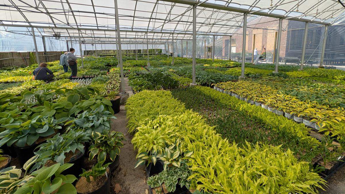The new sales area greenhouse at Hostas on the Bluff.