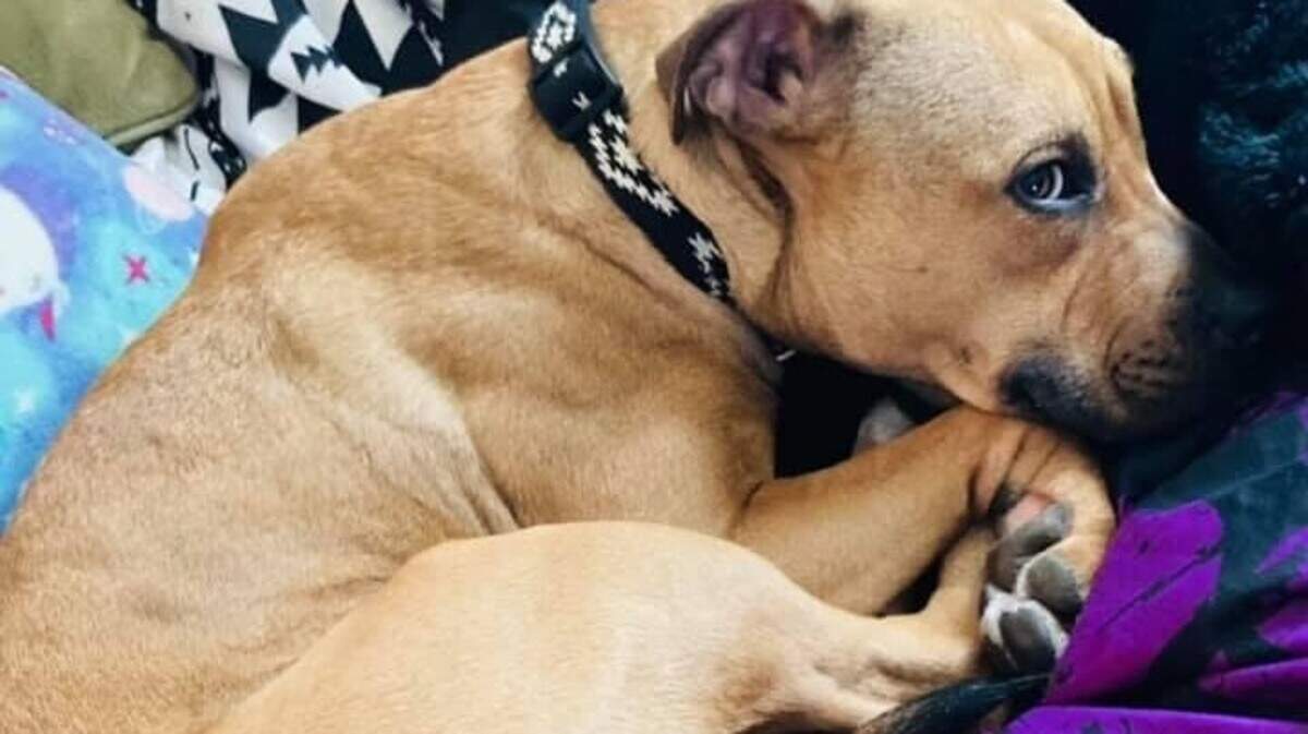 Nala, a pit bull mix and rescue dog, has been missing since Tuesday, when she ran away from the scene of a vehicle crash in East St. Louis.