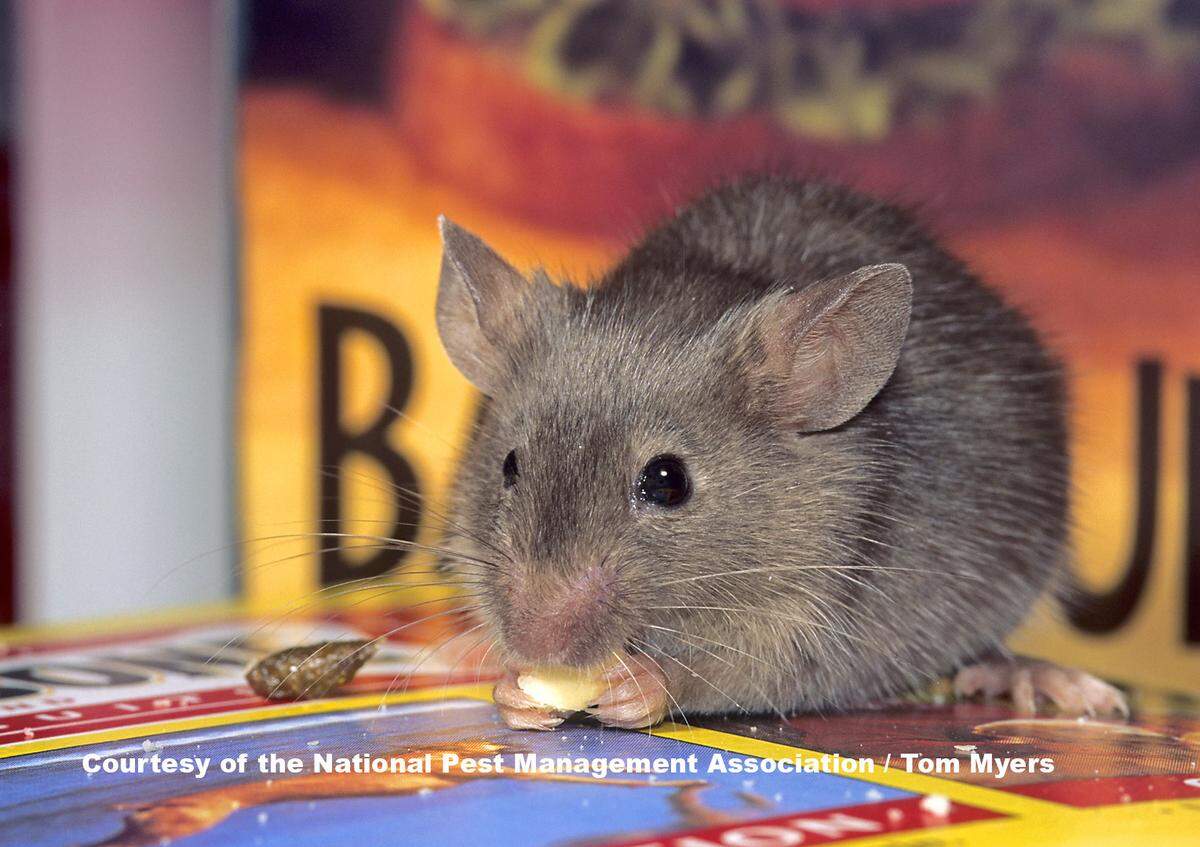 Here’s what to know about keeping the house mouse away from your Illinois home as temperatures cool this fall.