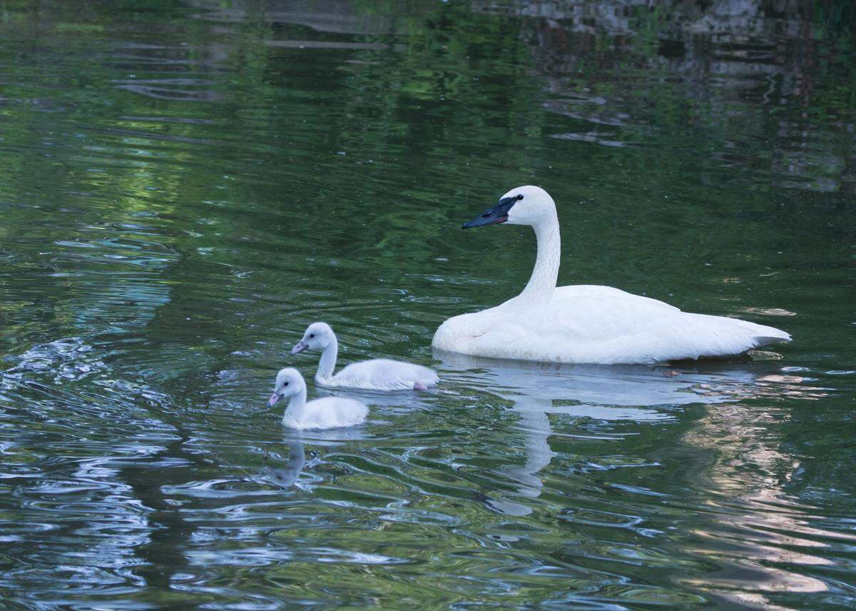 Trumpeter swans can live into their 20s.
