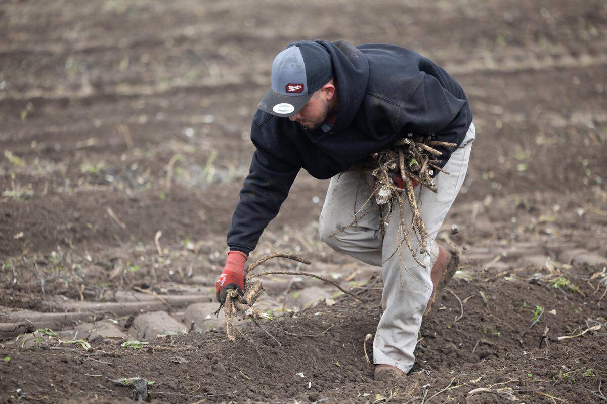 The tractor harvests multiple tons of horseradish, but a significant portion is still missed by the machine. This Collinsville farm hand is picking roots up along the tracks and tossing them into the cargo hold at the back of the tractor.