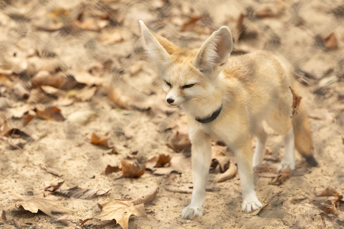 A two-pound fennec fox wakes up from a midday nap Oct. 15, 2025, at the Endangered Wolf Center in Eureka, Mo. The fennec fox is the world’s smallest canid.