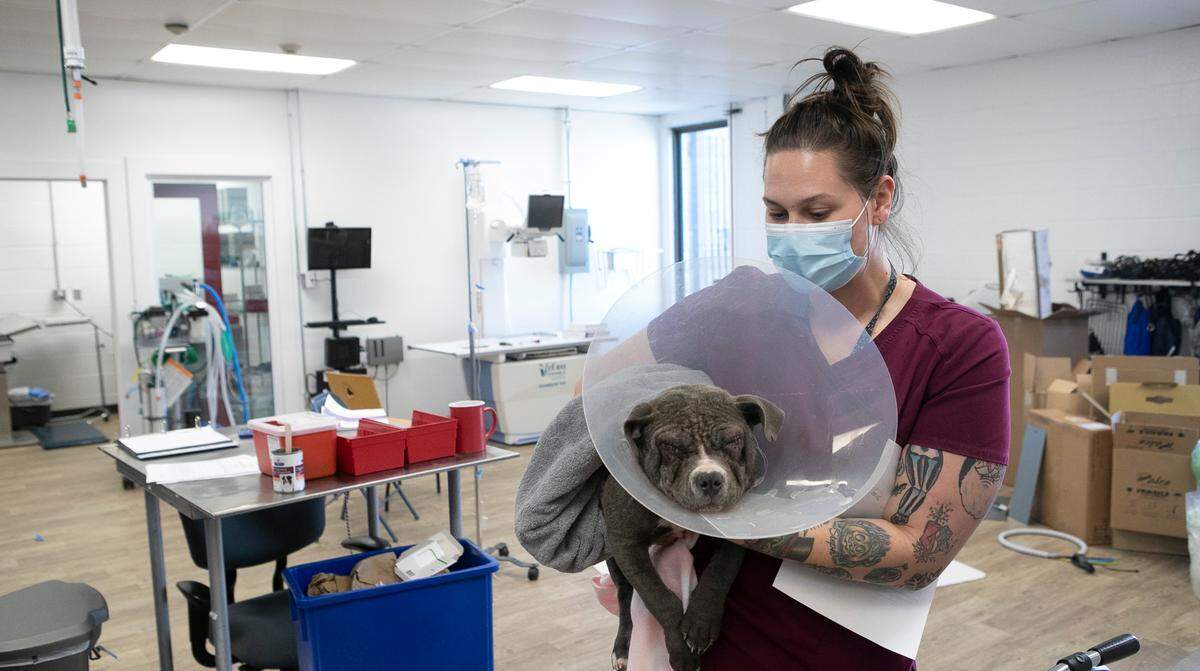 Lead veterinary technician Rhianna Louis holds a pit bull recovering after eyelid surgery at Gateway Pet Guardians.