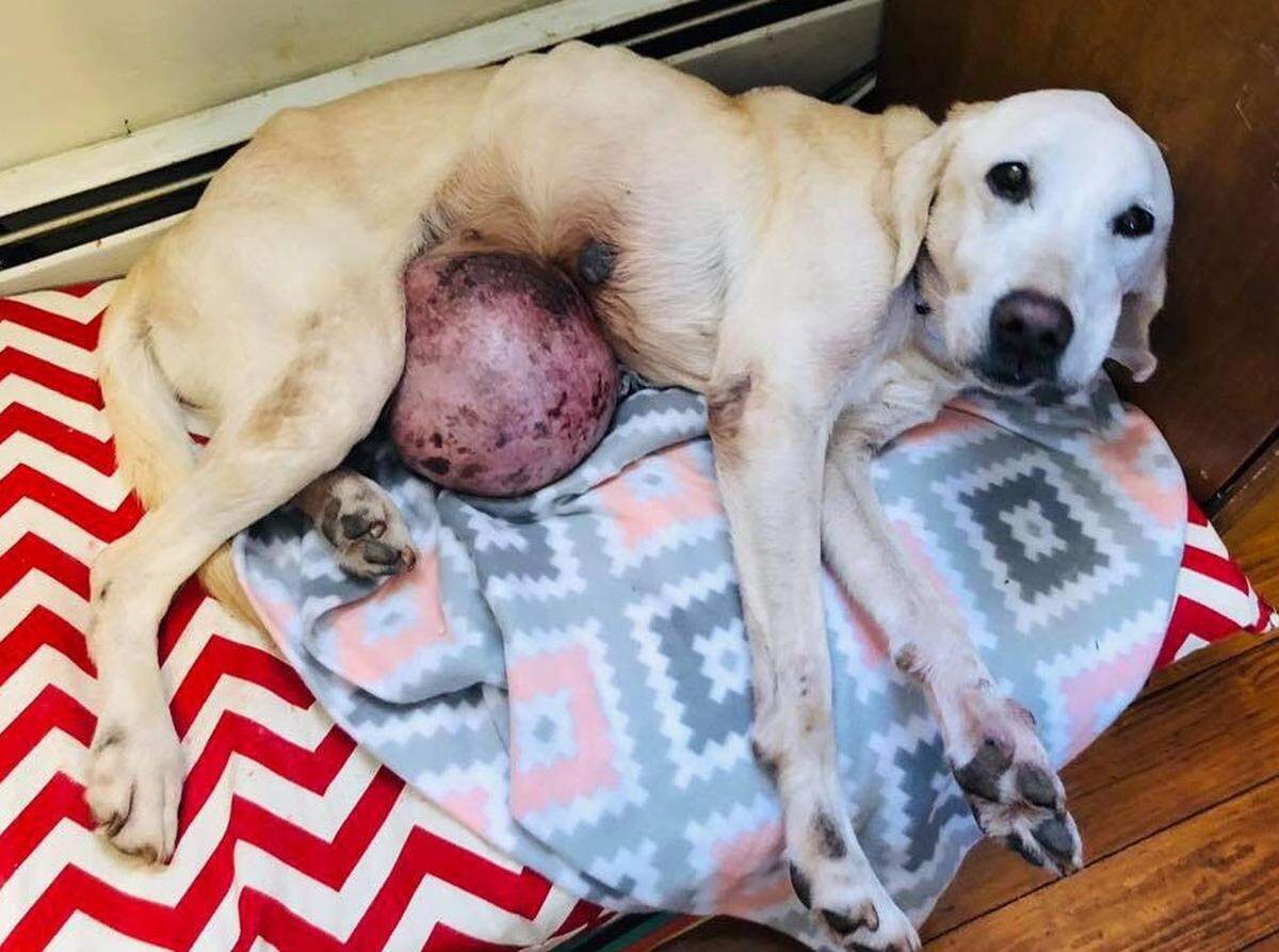 Loretta, a yellow Labrador retriever that is believed to have terminal cancer, is shown before undergoing surgery in December to remove a melon-size mass that likely started in her mammary glands.