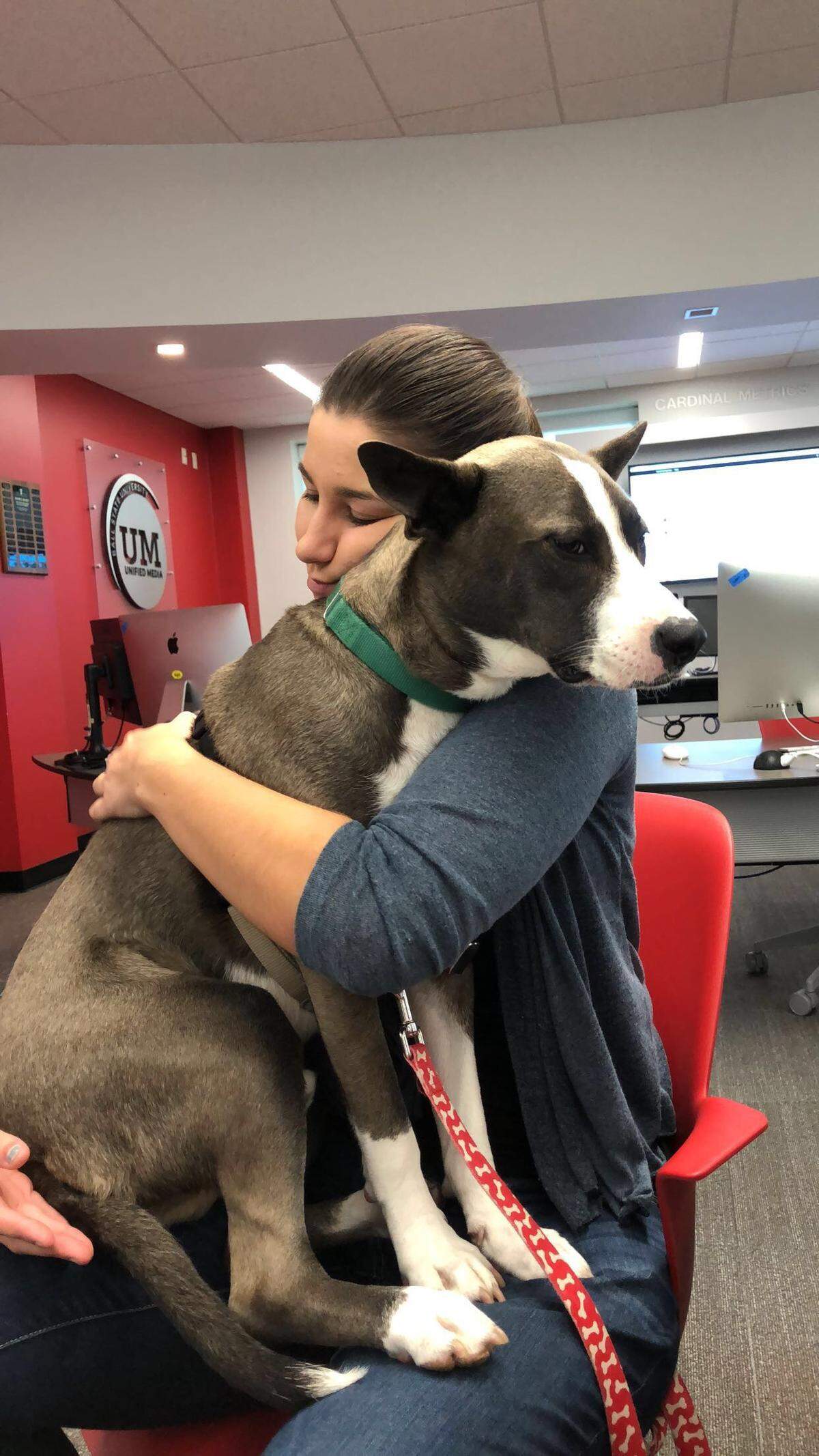 Owners of pit bulls describe the dogs as loving and cuddle-friendly animals. Media reports and statistics portray pit bulls in a different light.