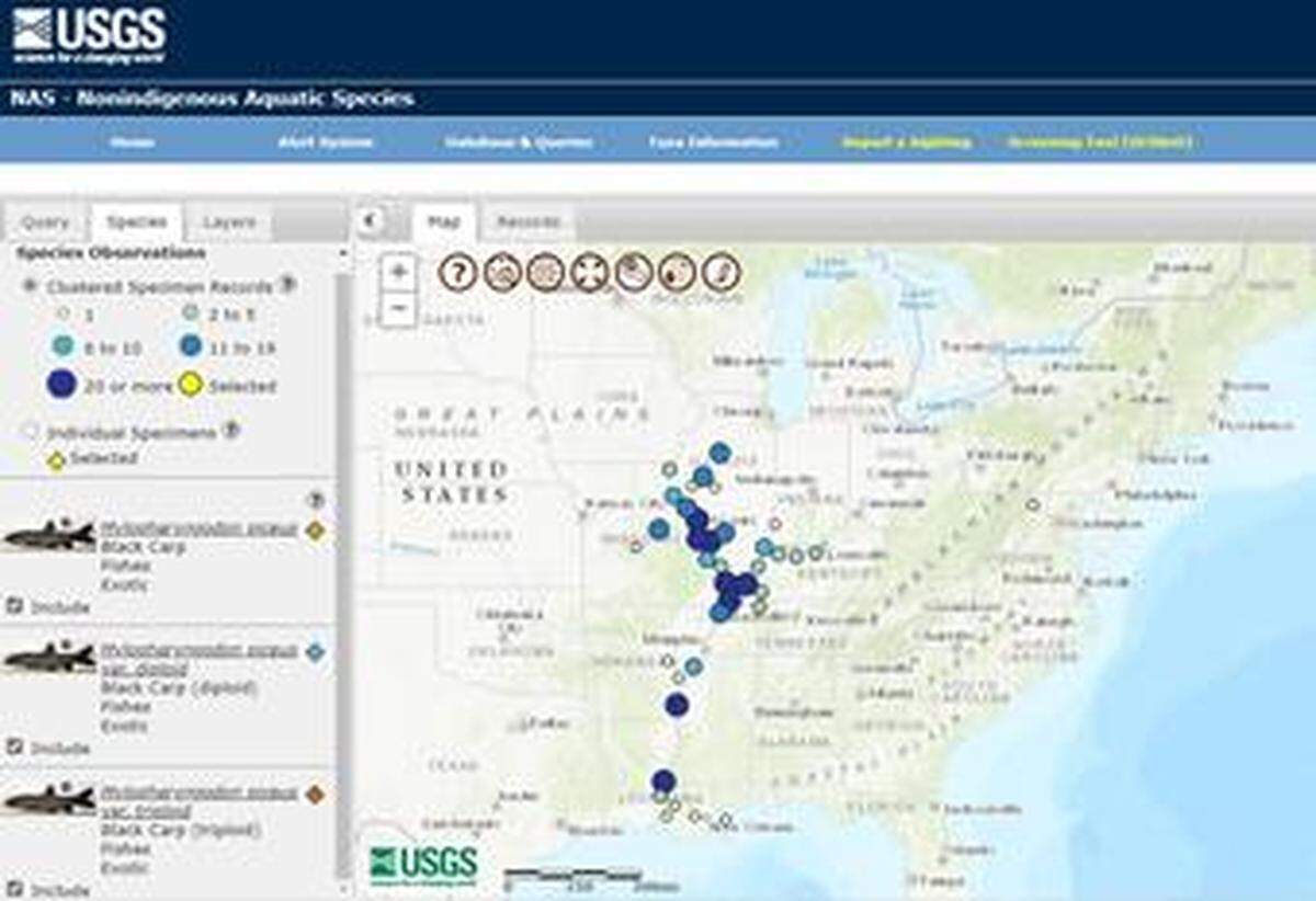 A map of black carp observations in the Mississippi River basin reported to the USGS Nonindigenous Aquatic Species database as of November 30, 2022. The USGS says the map “is not a complete representation of species abundance or distribution.”