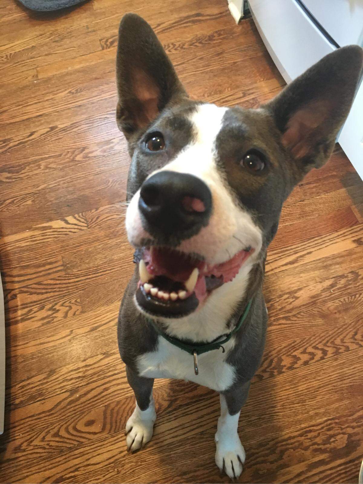 BND reporter Kara Berg's terrier and pit bull mix, Hubble, is 3 years old.