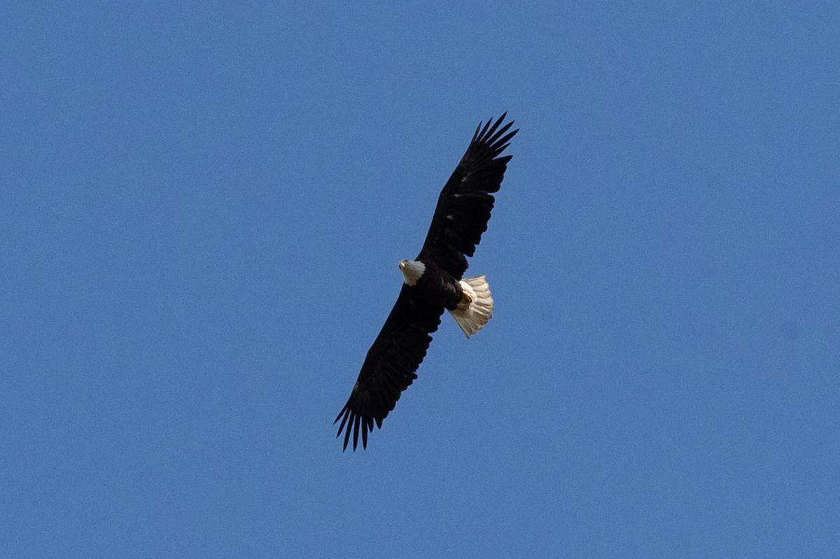An eagle flies above the Melvin Price Lock and Dam in Alton, Ill. on Jan. 23, 2025.