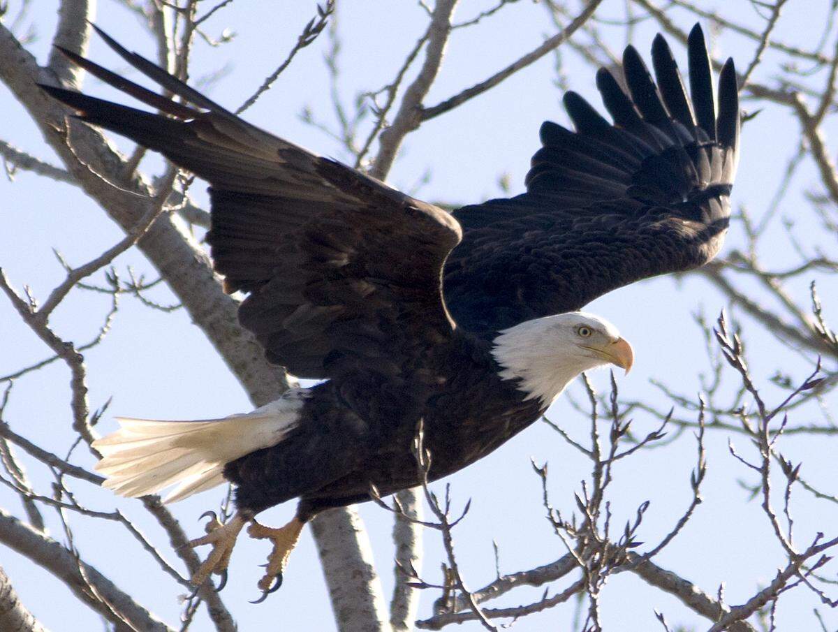 Eagle viewing season kicks off in January with various eagle-related activities starting this weekend. For more information about activities listed in this week’s What’s Happening, visit www.riversandroutes.com.