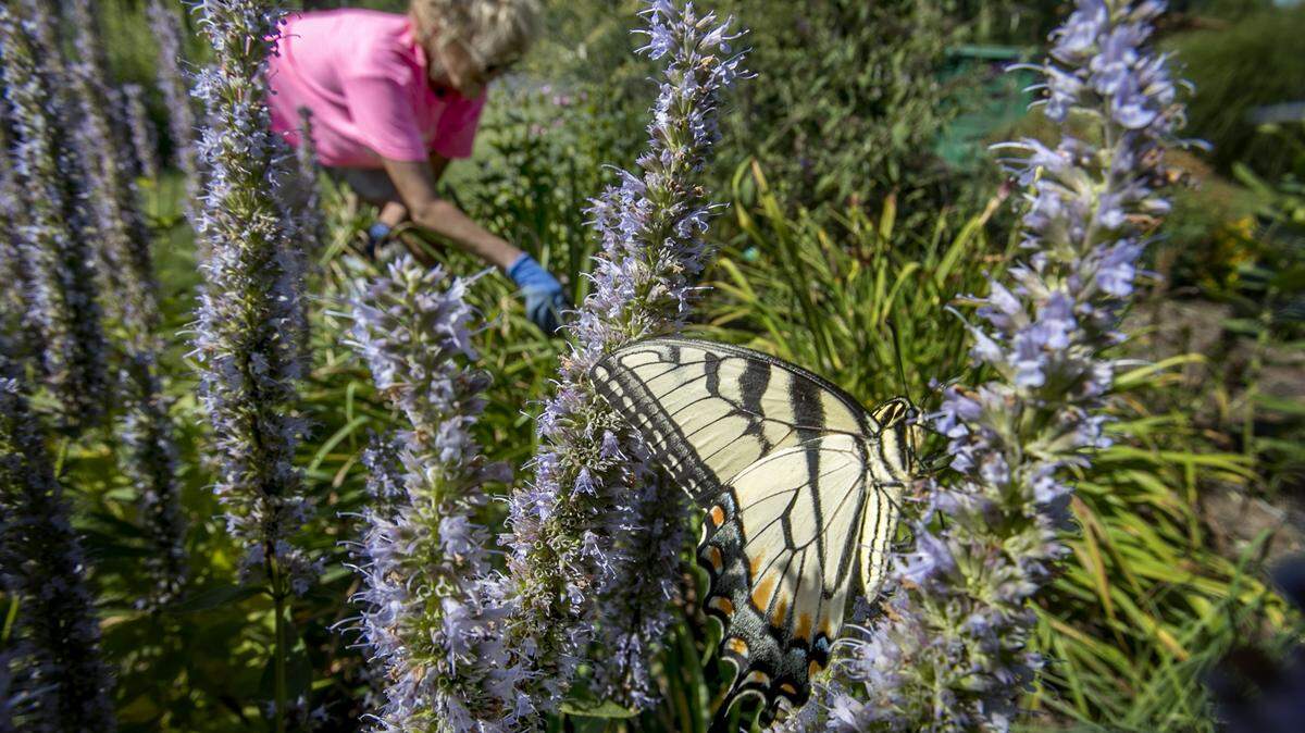 The O’Fallon Garden Club will hold a plant sale Saturday, May 6, in the AgeSmart Community Resources parking lot. Proceeds from the sale will benefit the O’Fallon community garden located at the intersection of Smiley and State streets in O’Fallon. In this file photo, a butterfly lands on a Blue Fortune inside the butterfly garden at the O’Fallon community garden.
