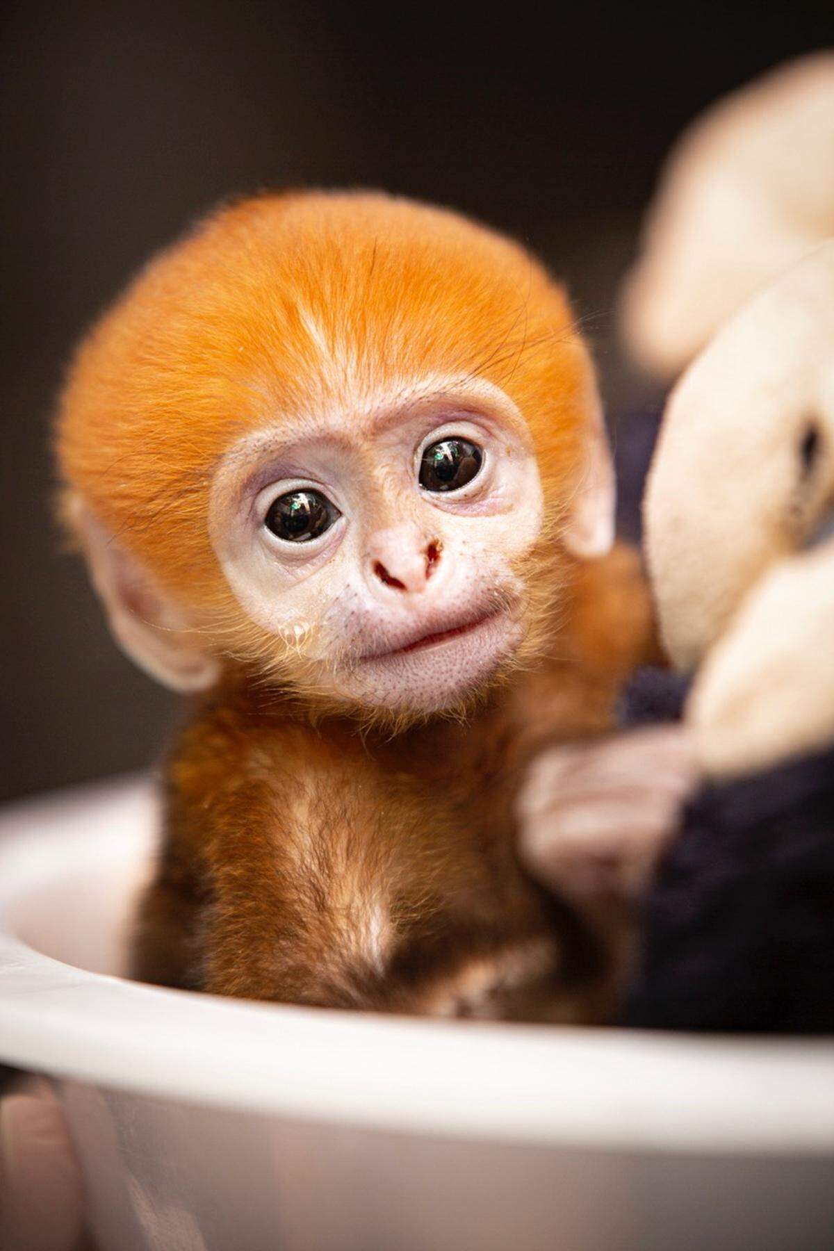 Rhubarb, a Francois’ langur baby, was born at the Saint Louis Zoo Sept. 30. She is shown here at nine days old on Oct. 8.