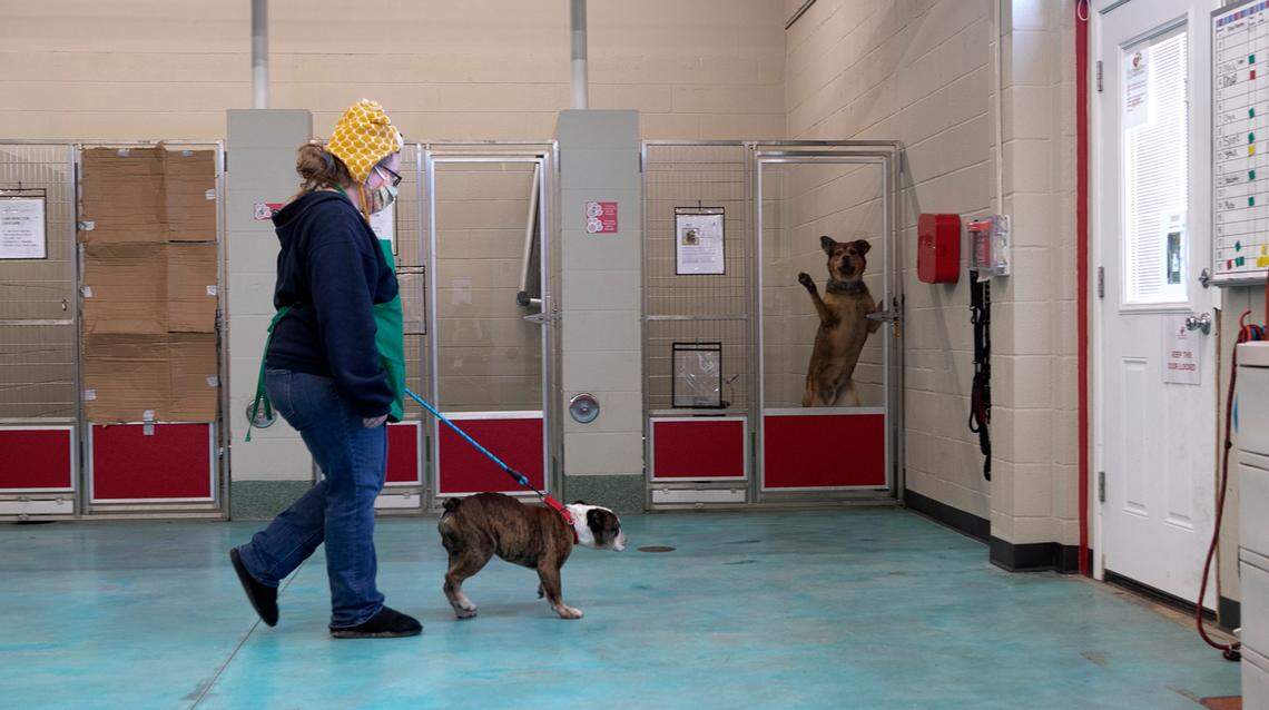 Gateway Pet Guardians volunteer Katy Perry, 37, of St. Louis, takes an English bulldog for a walk.