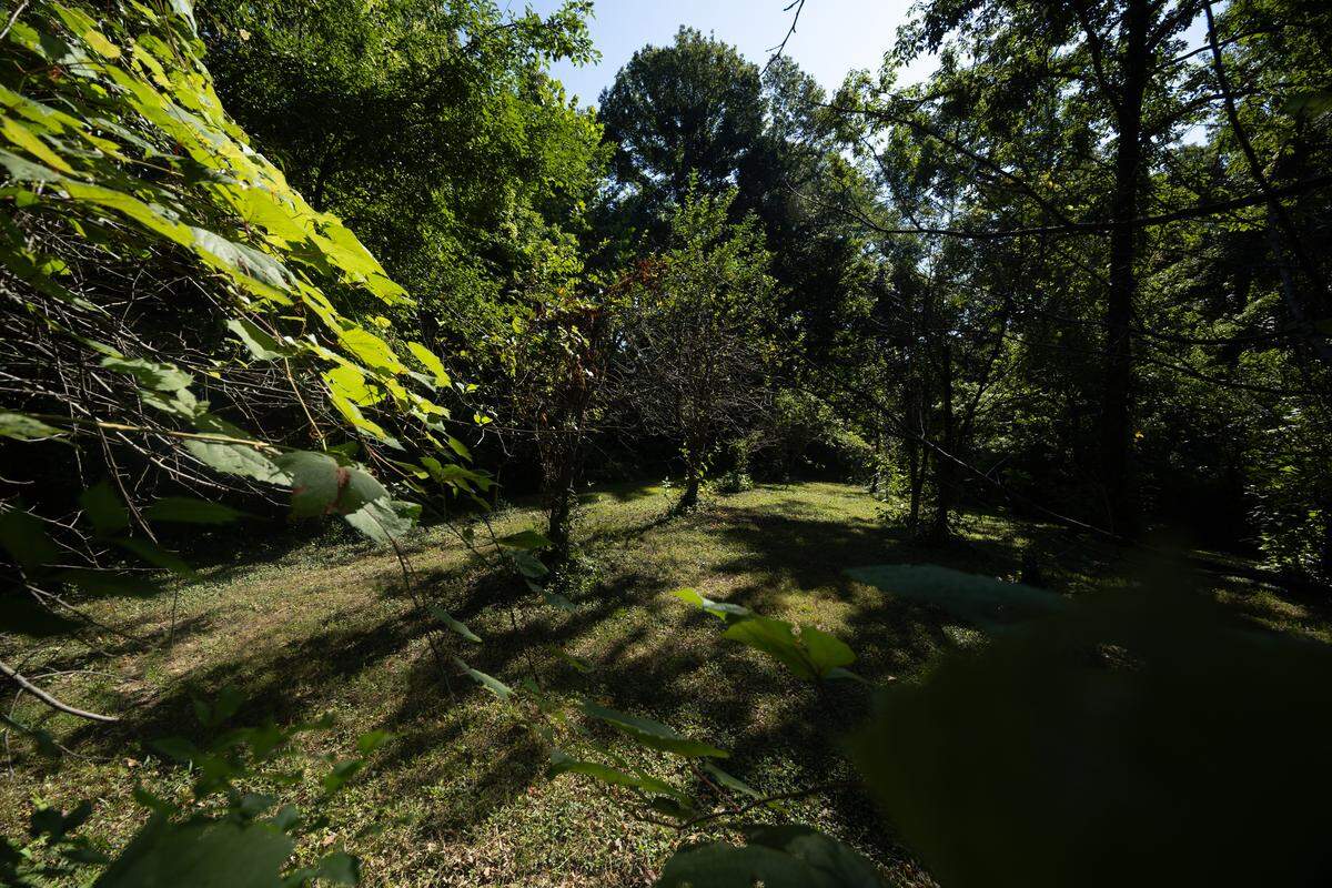 An orchard of plum, cherry, apple, persimmon and pear trees sits at the far end of the property. The orchard is protected by a deer fence.