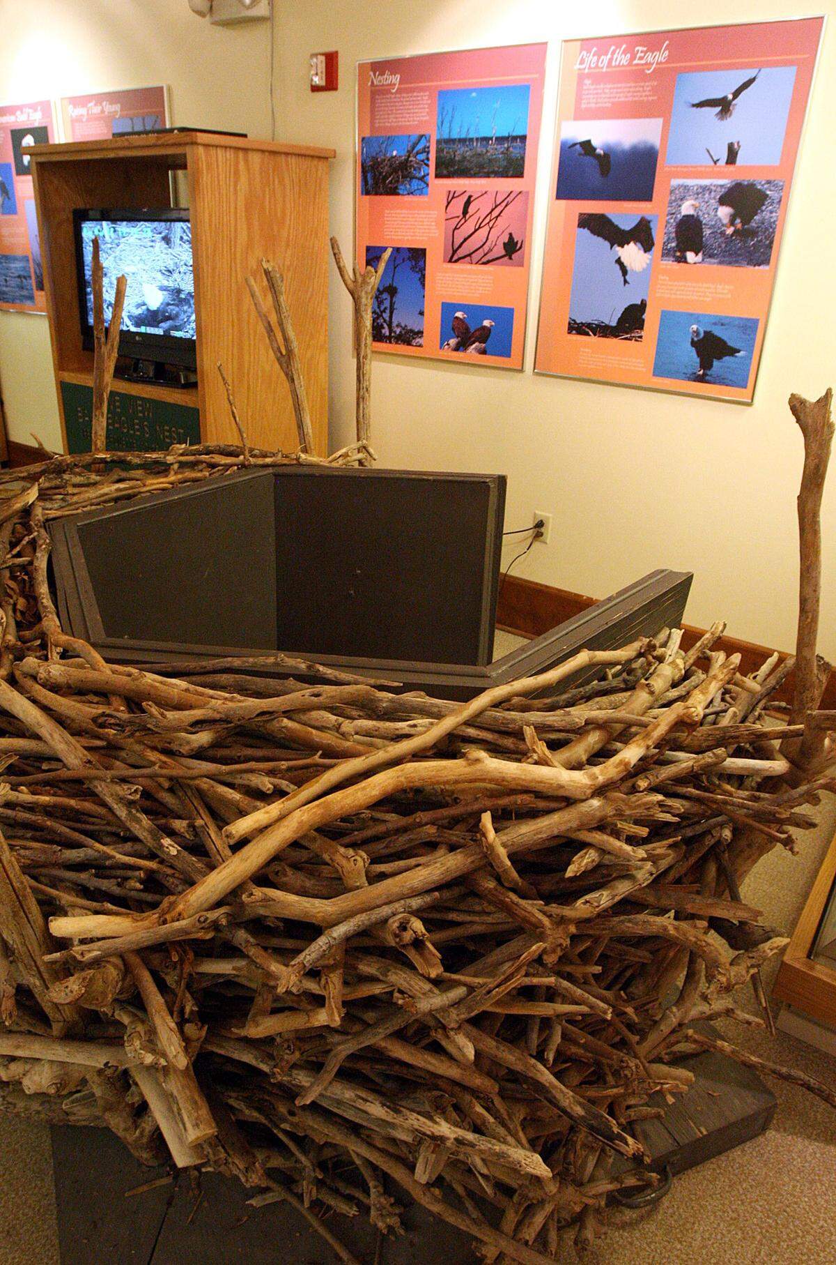 Dates for Bald Eagle Days at Pere Marquette are still available. Learn about bald eagles at these events. Reservations can be made by calling 618-786-3323. Pictured: Model of an eagle’s nest at the Pere Marquette State Park visitor’s center in Grafton.